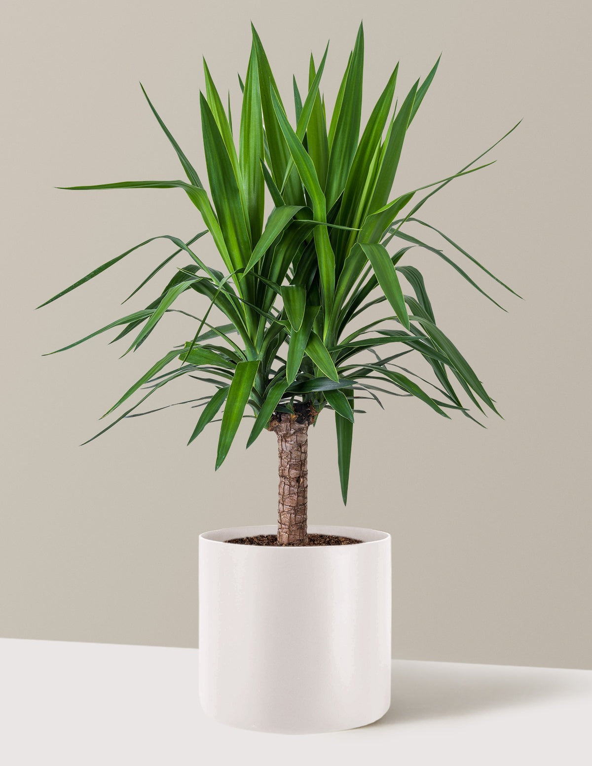 Yucca Plant Single Stem