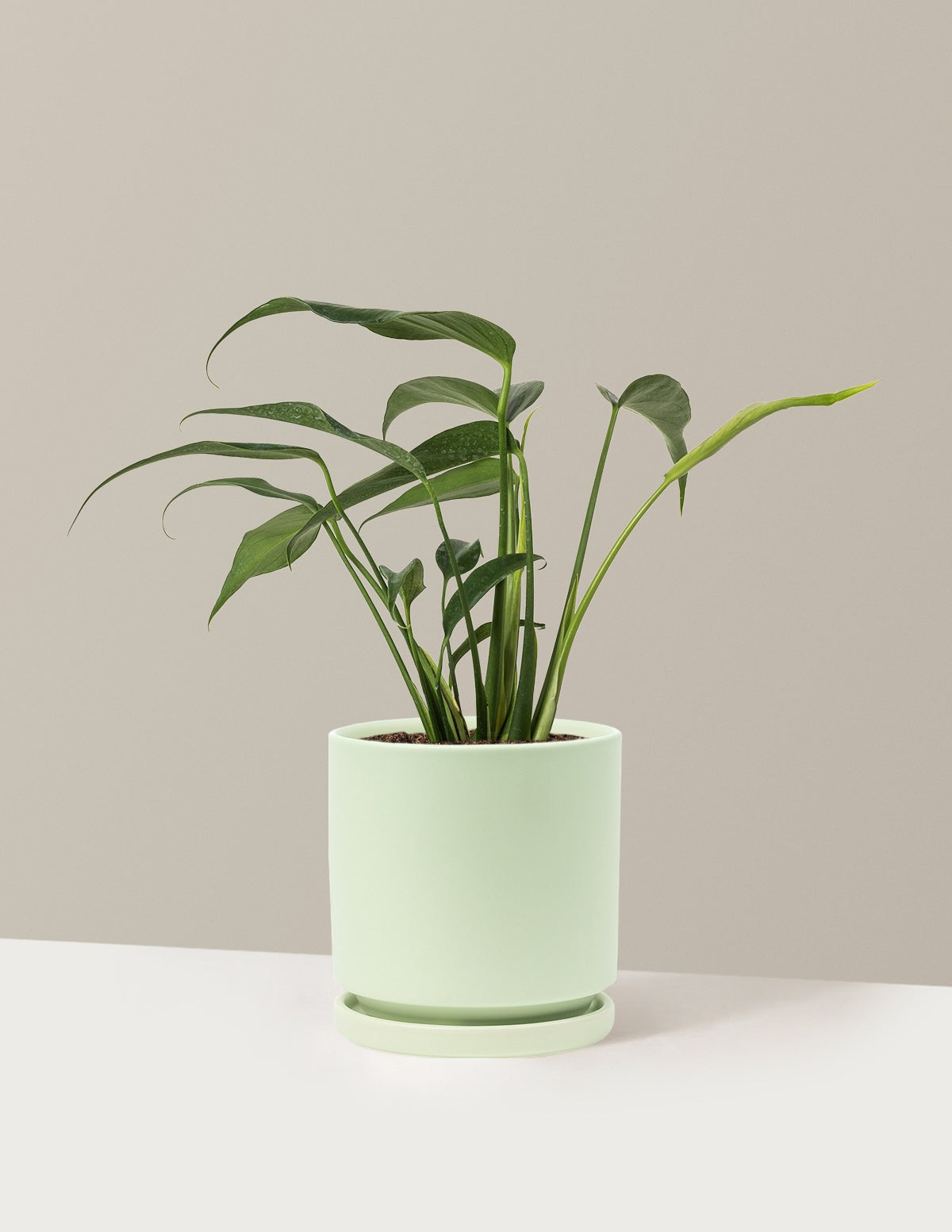 Monstera Burle Marx Flame