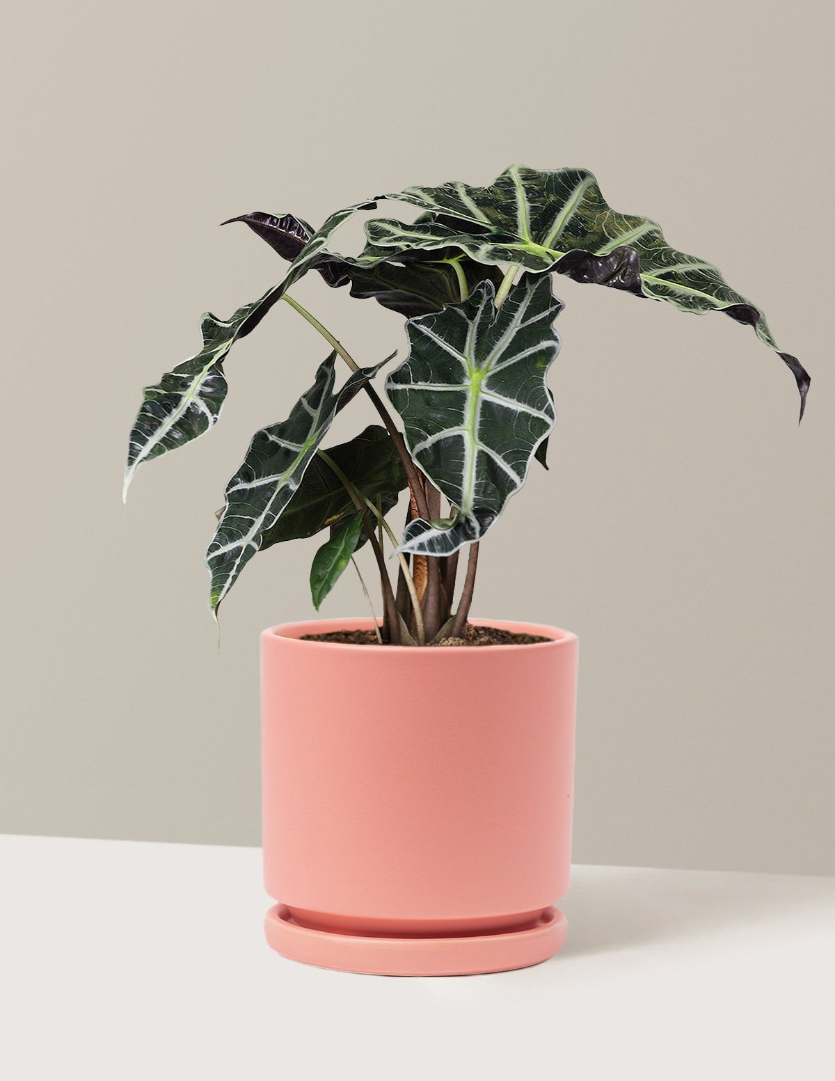 Alocasia Amazonica