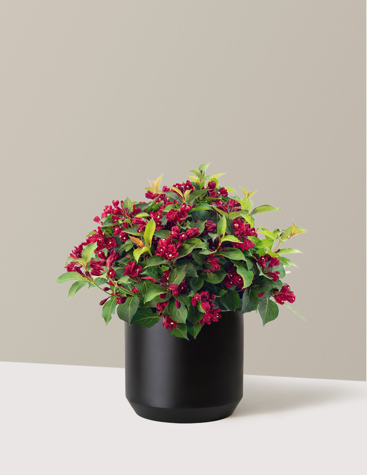 Maroon Swoon® Weigela