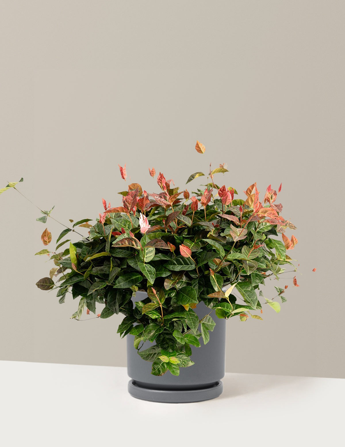 Snow-N-SummerTM Asiatic Jasmine