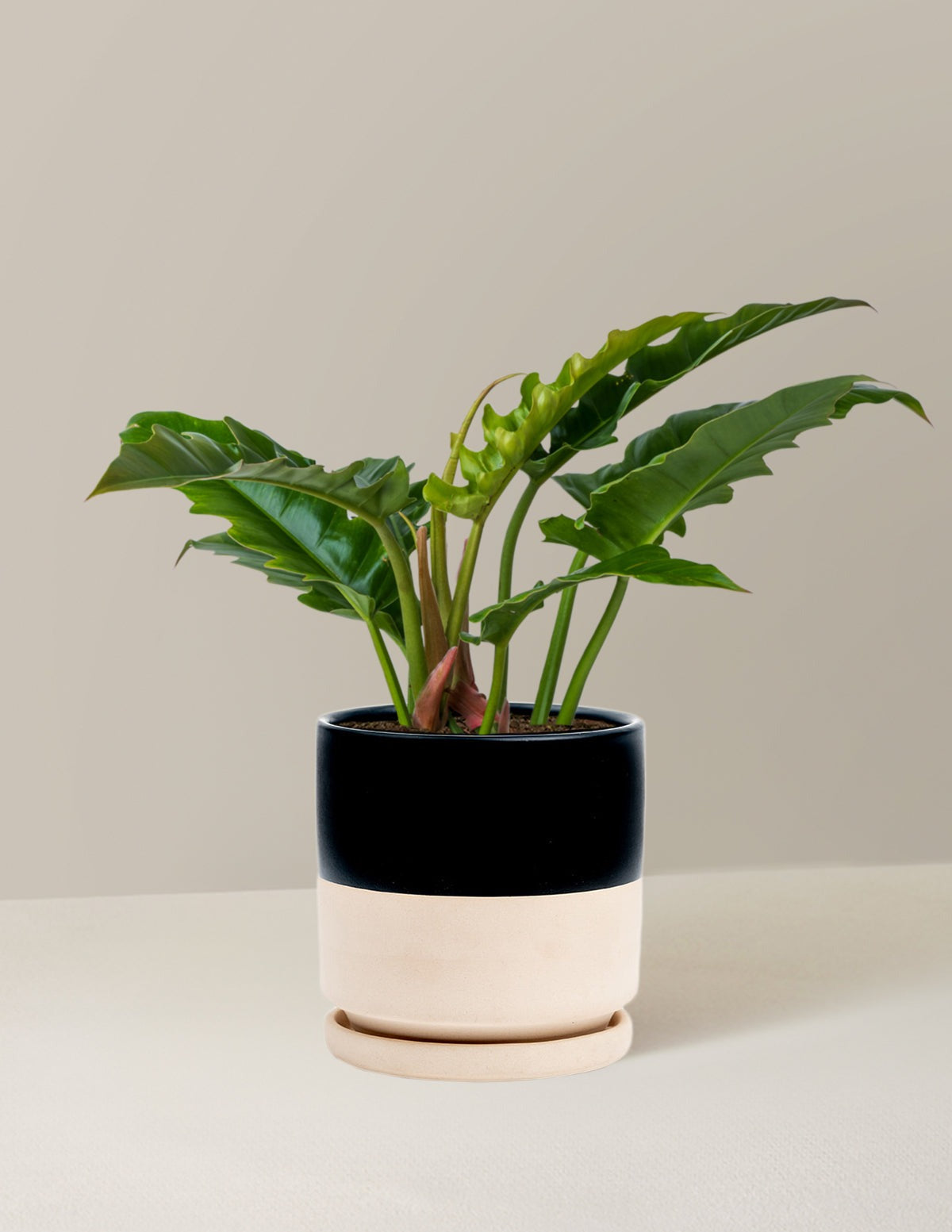 Philodendron Jungle Boogie