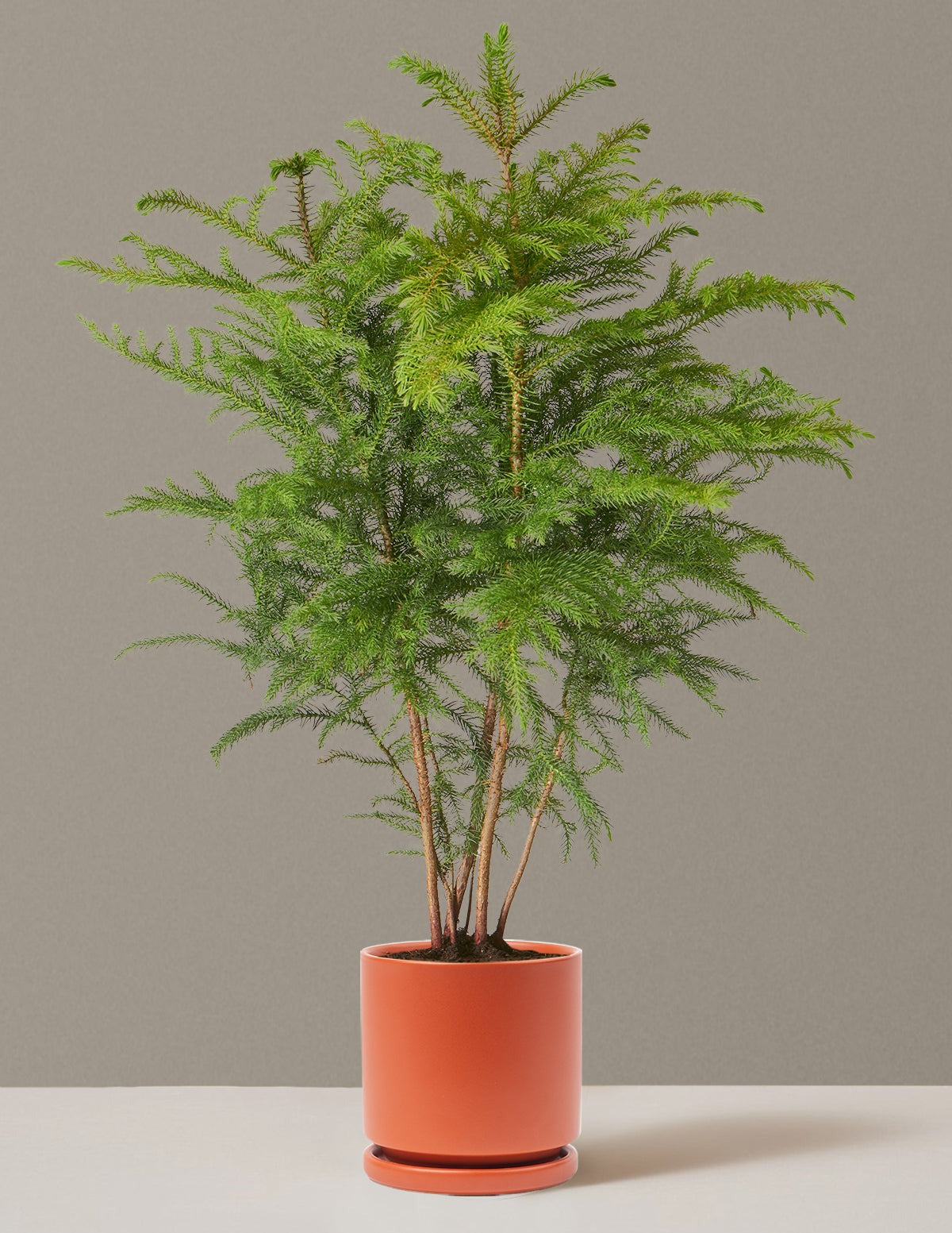 Norfolk Island Pine