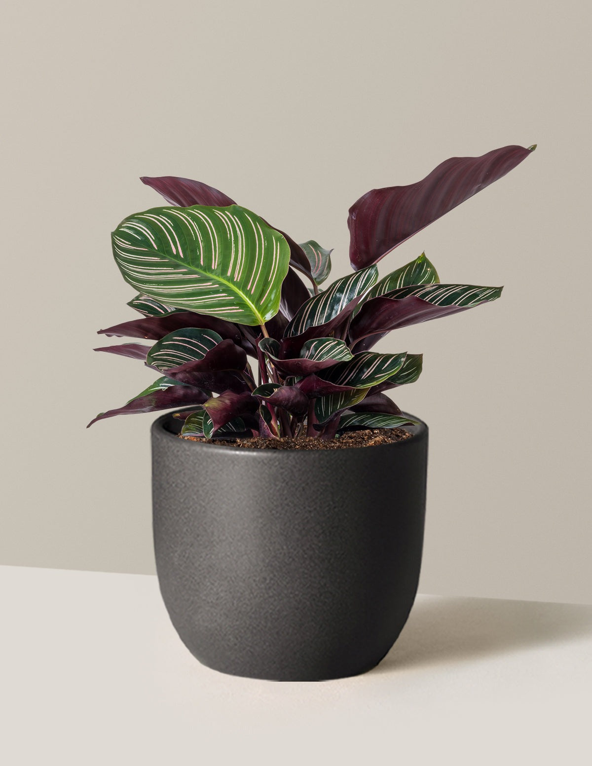 Calathea Pinstripe