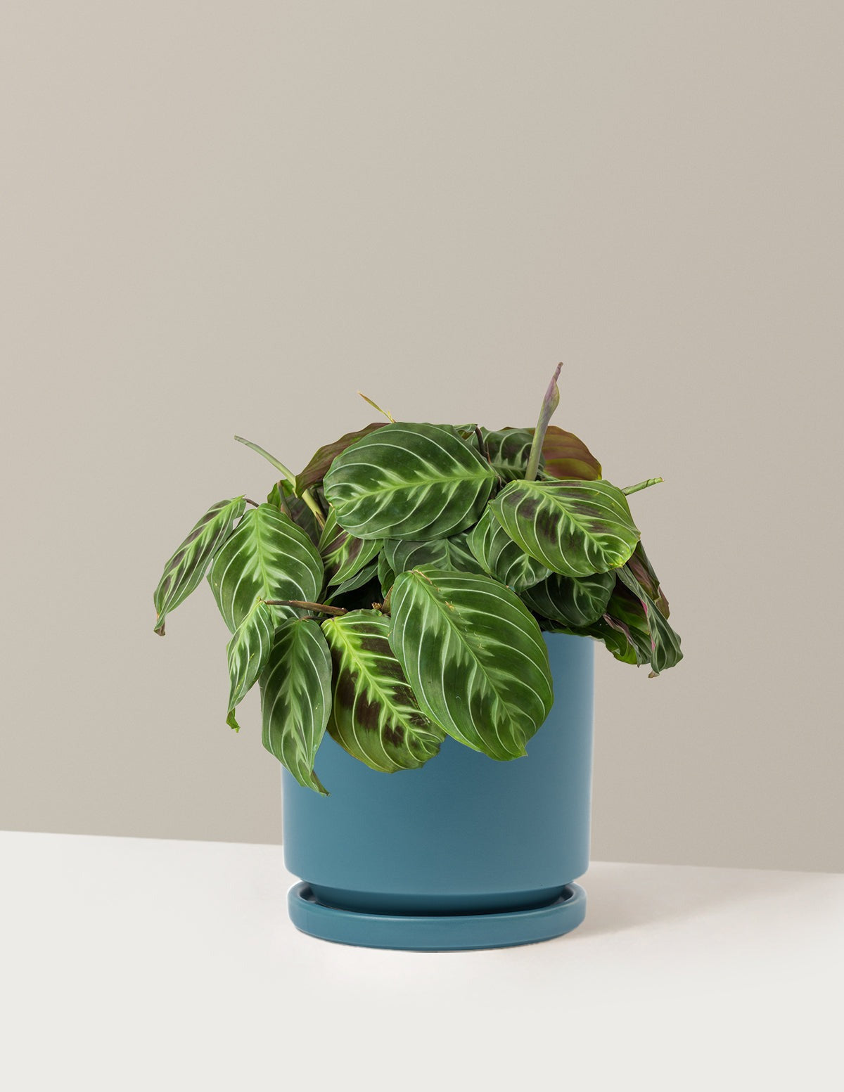 Black Prayer Plant