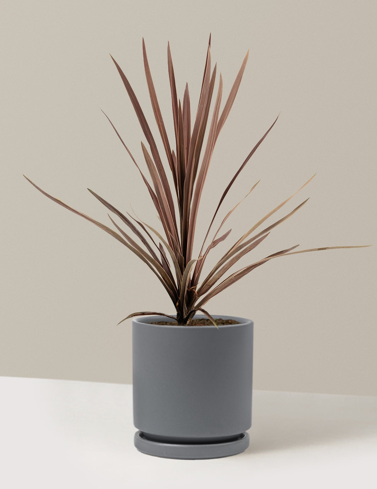 Bauer's Cordyline