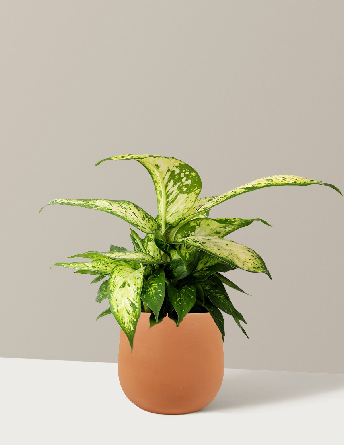 Dieffenbachia Star Bright