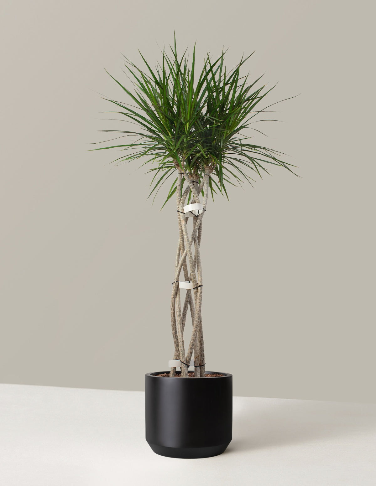Dracaena Marginata Open Weave
