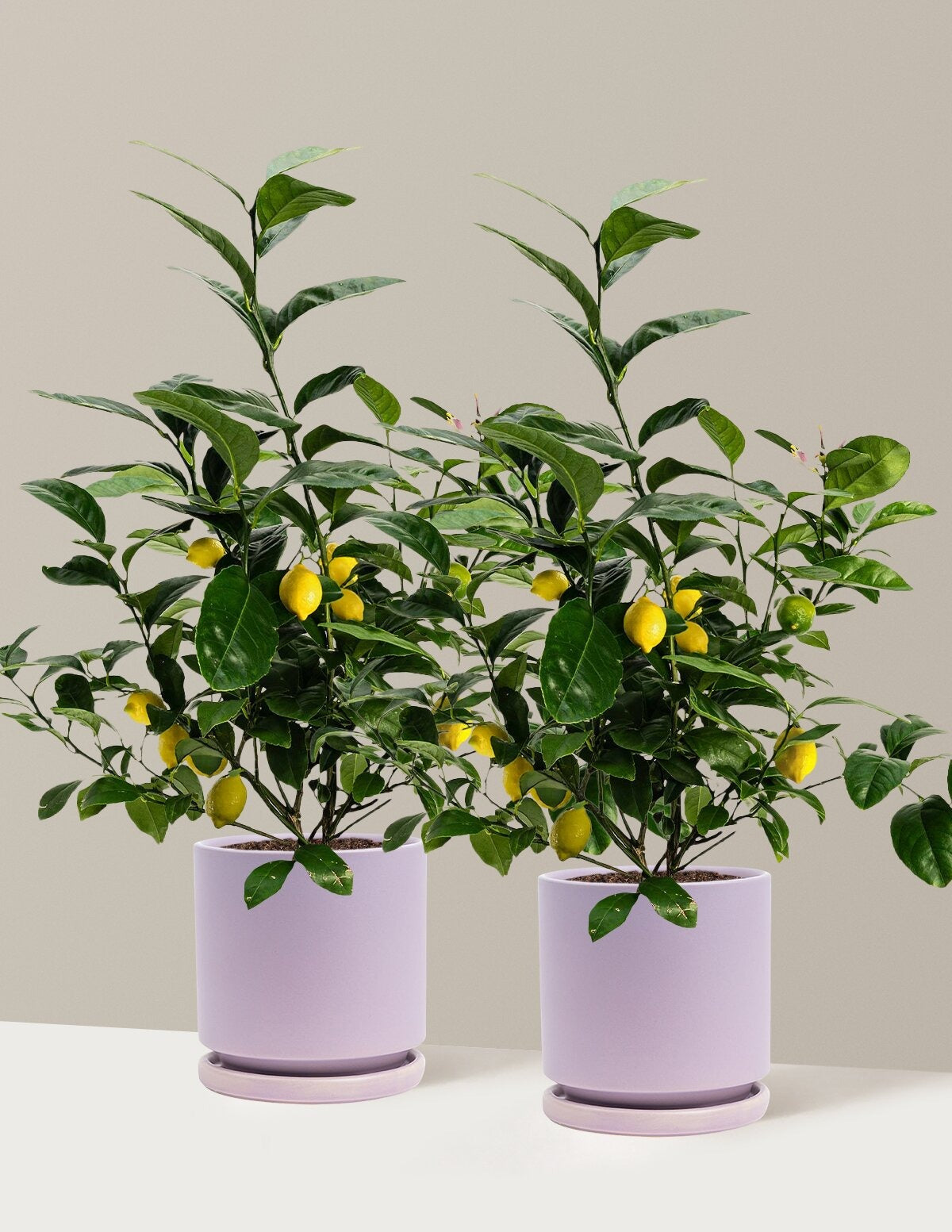 Meyer Lemon
