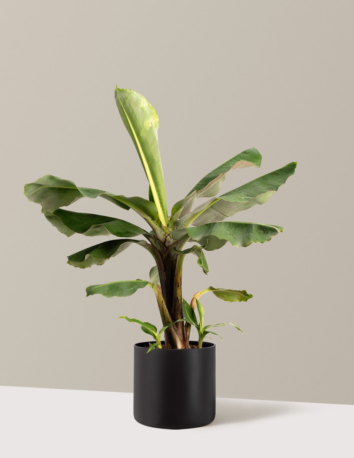 Truly Tiny Dwarf Banana Tree