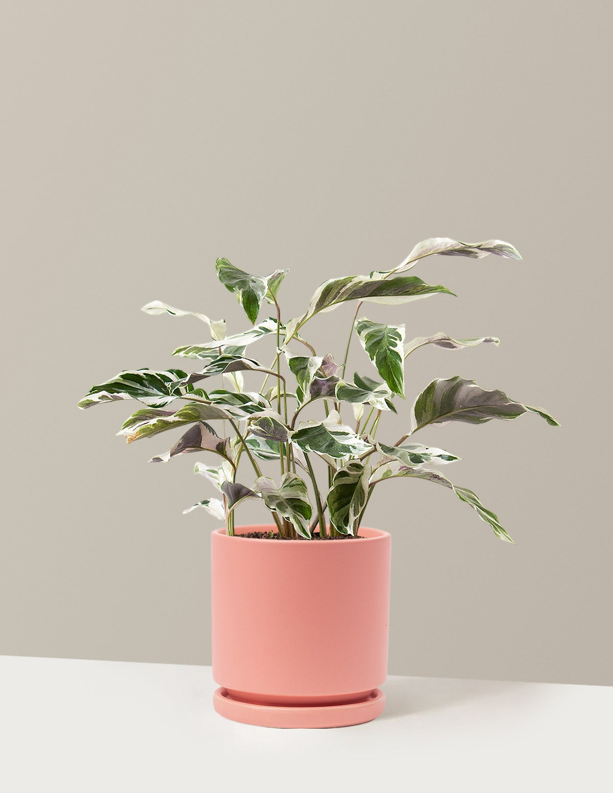 Calathea White Fusion