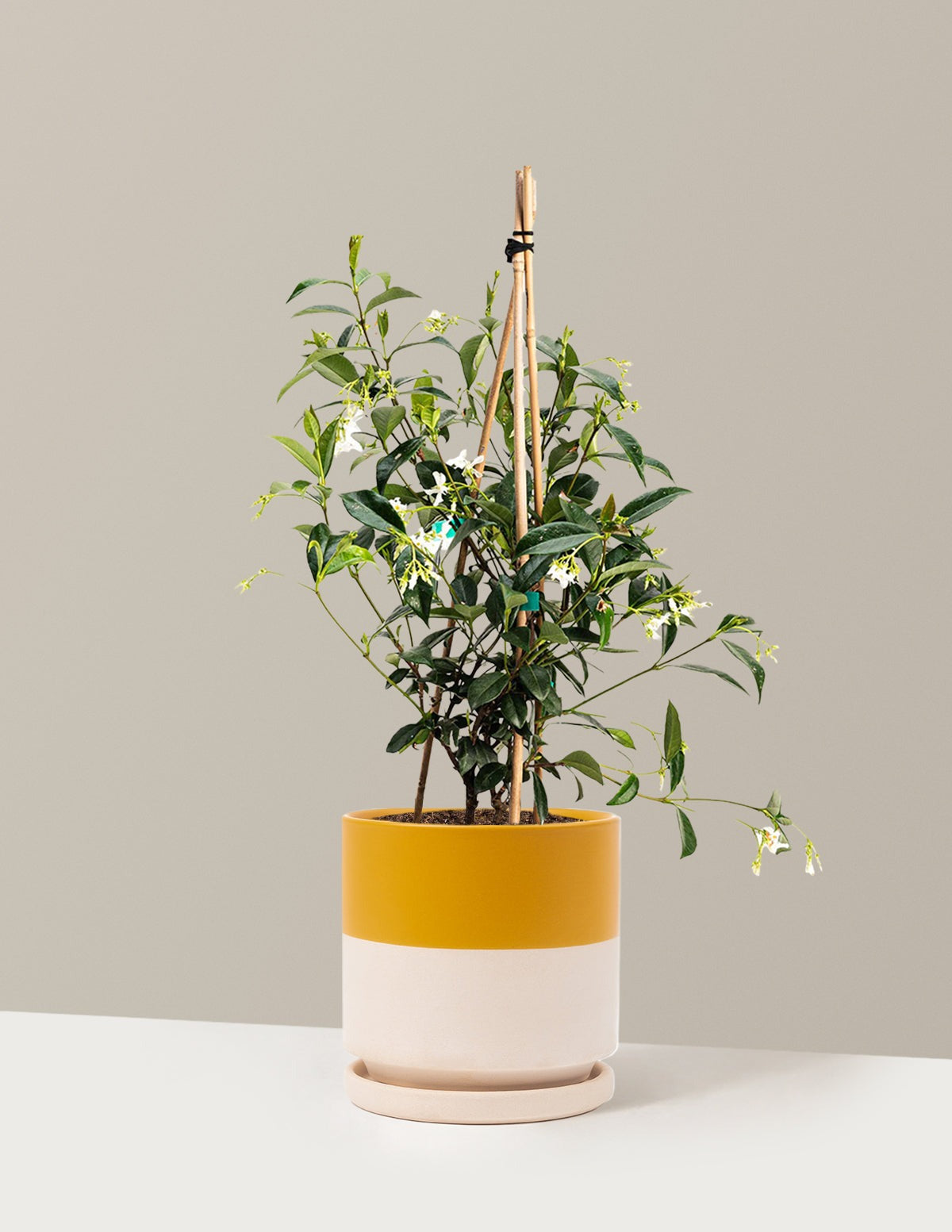 Star Jasmine