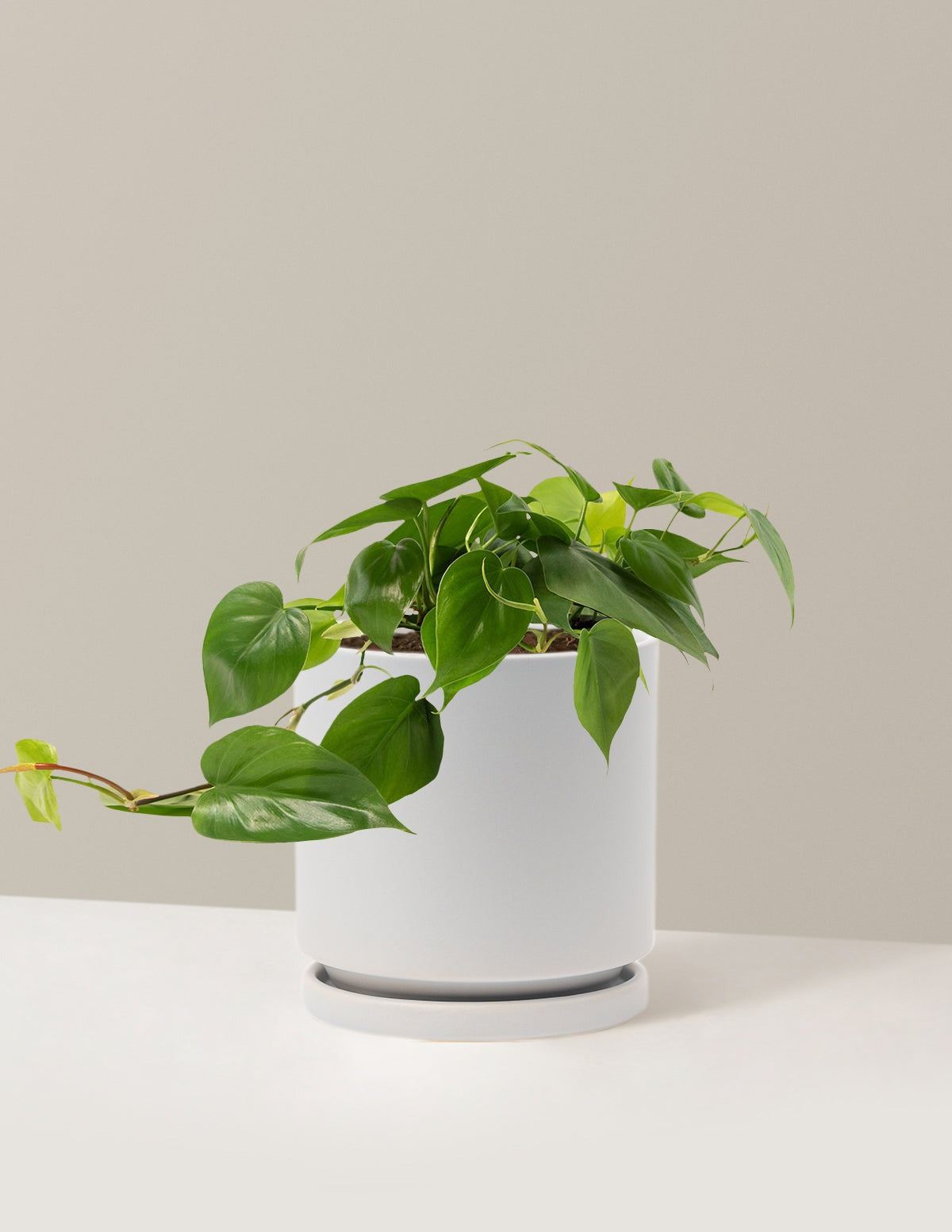 Heartleaf Philodendron