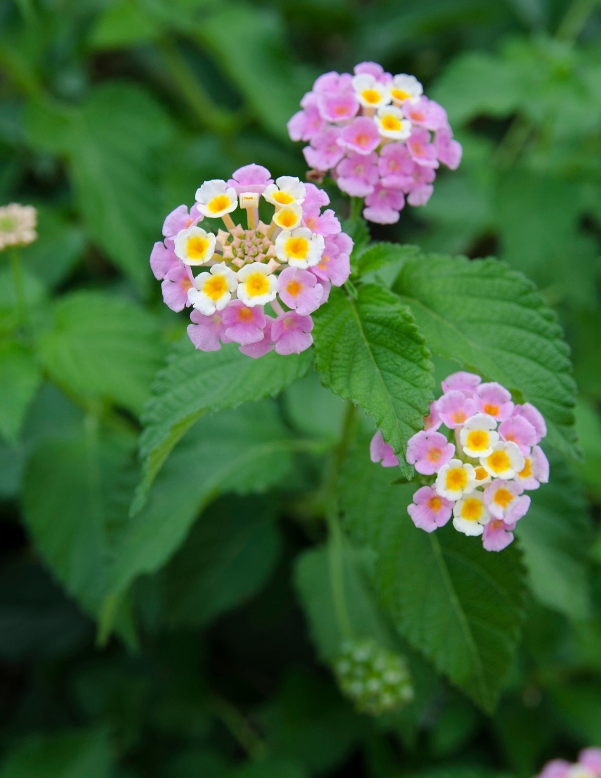 Mary Ann Lantana