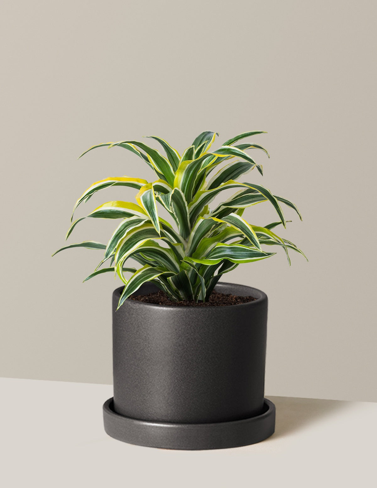 Plant Of The Month Club