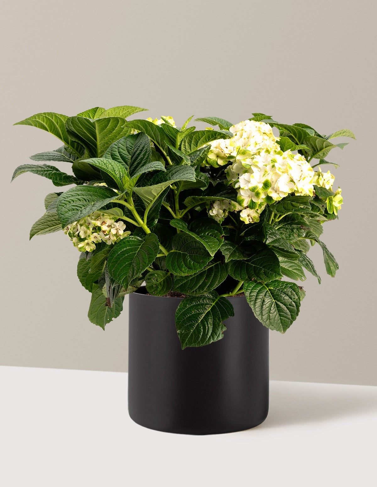 Grin and TonicTM Reblooming Hydrangea