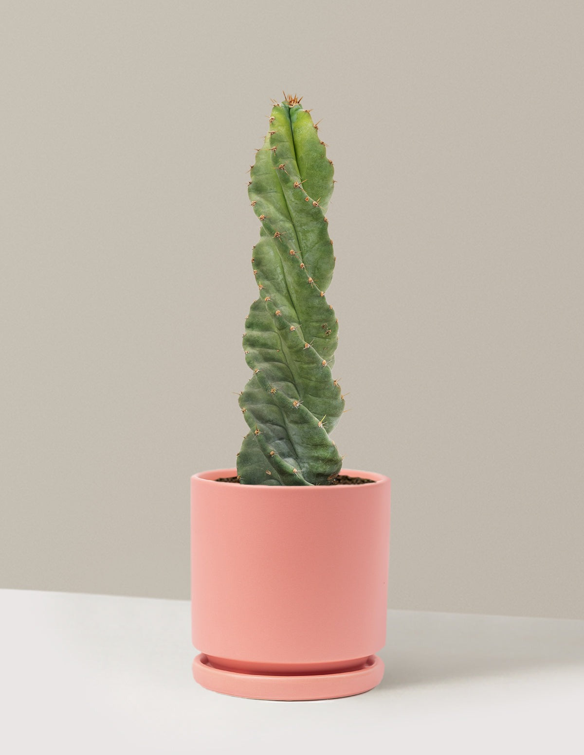 Spiral Cactus
