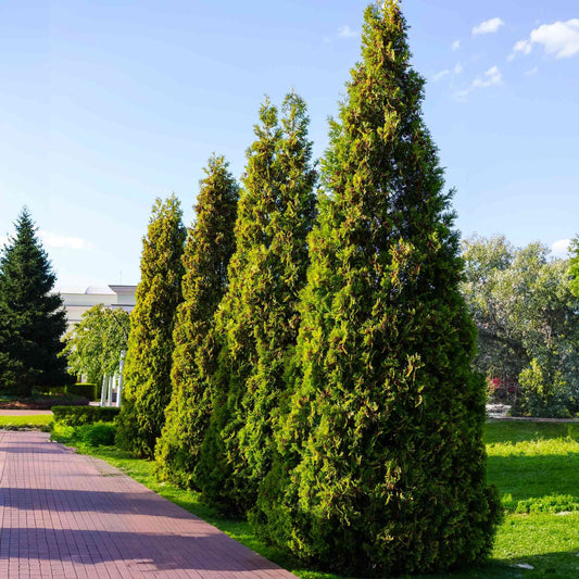 Thuja VirginianTM