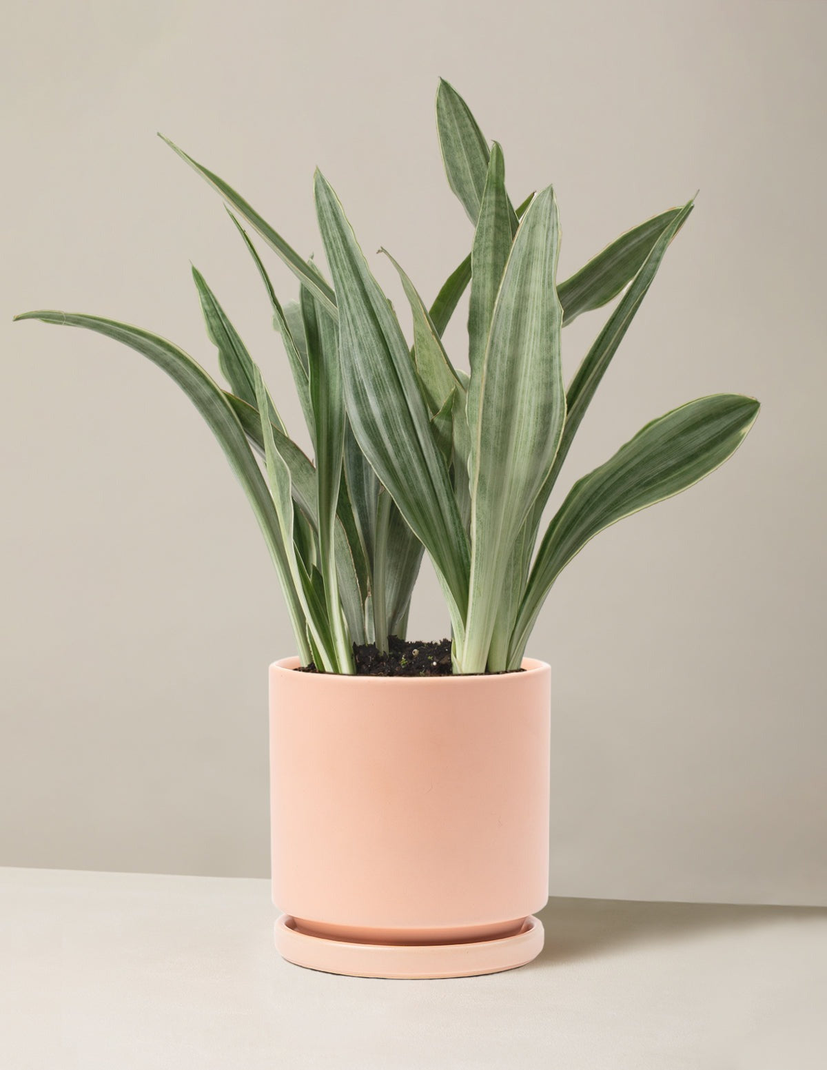 Snake Plant Sayuri