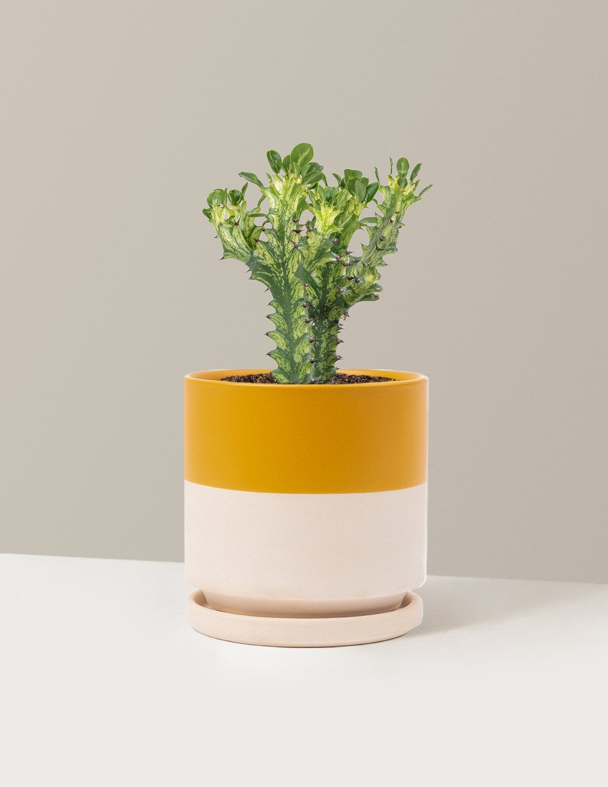 Euphorbia Mint Cream