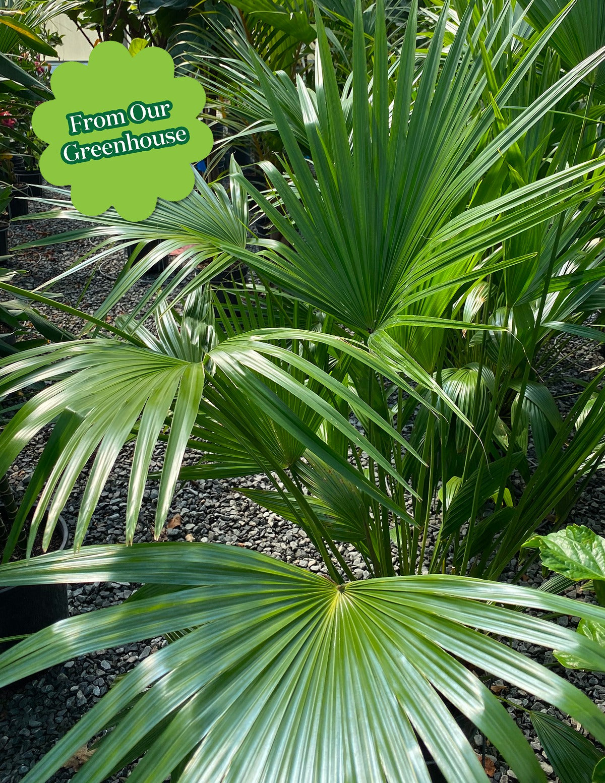 Fan Palm