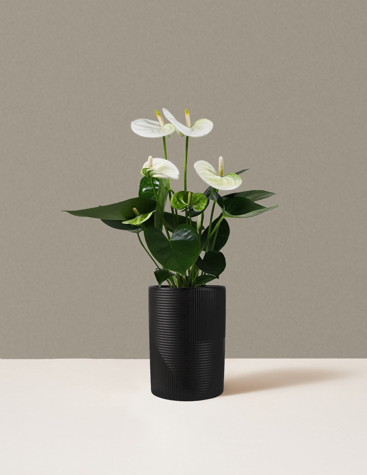 White Anthurium