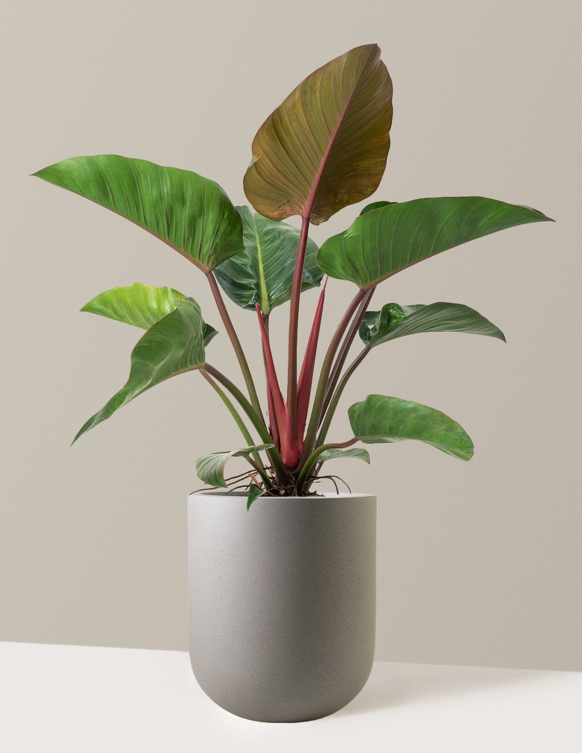 Large Philodendron Rojo Congo