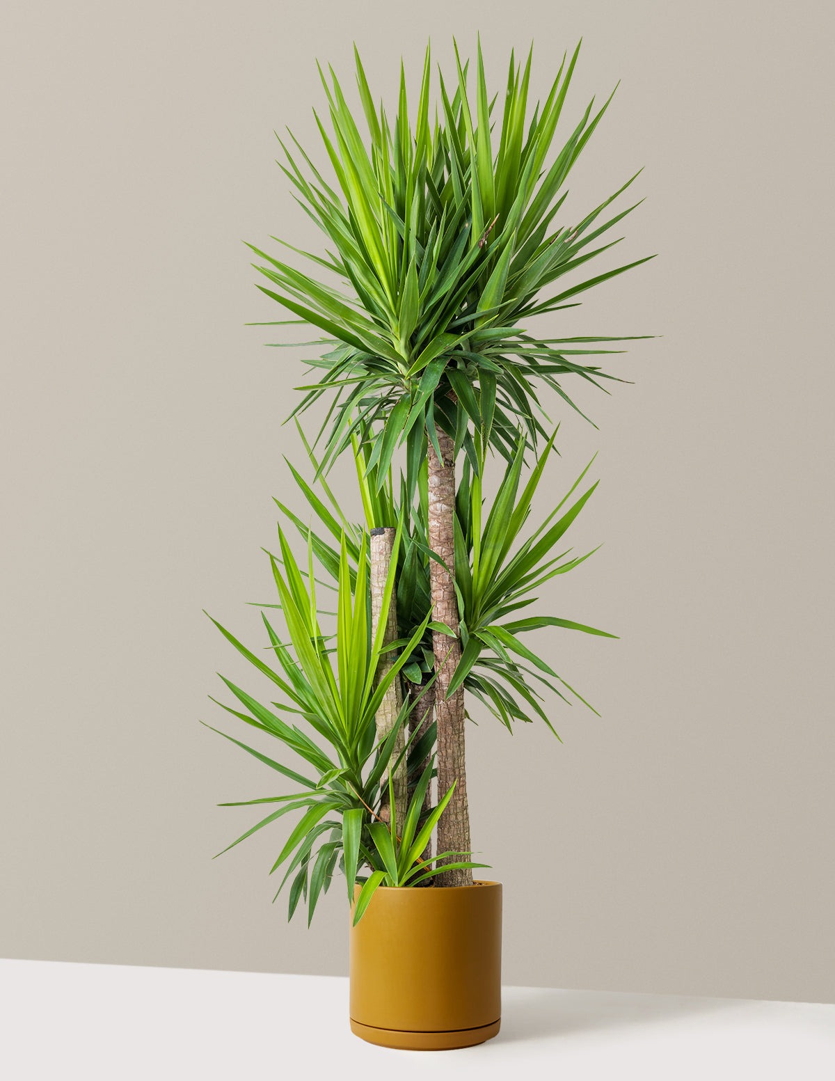 Yucca Plant Multi Stem