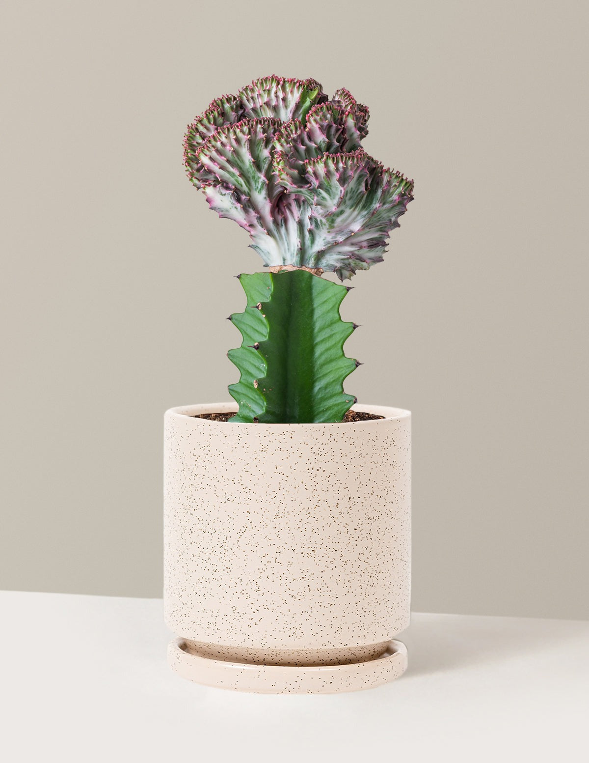 Mermaid Tail Cactus