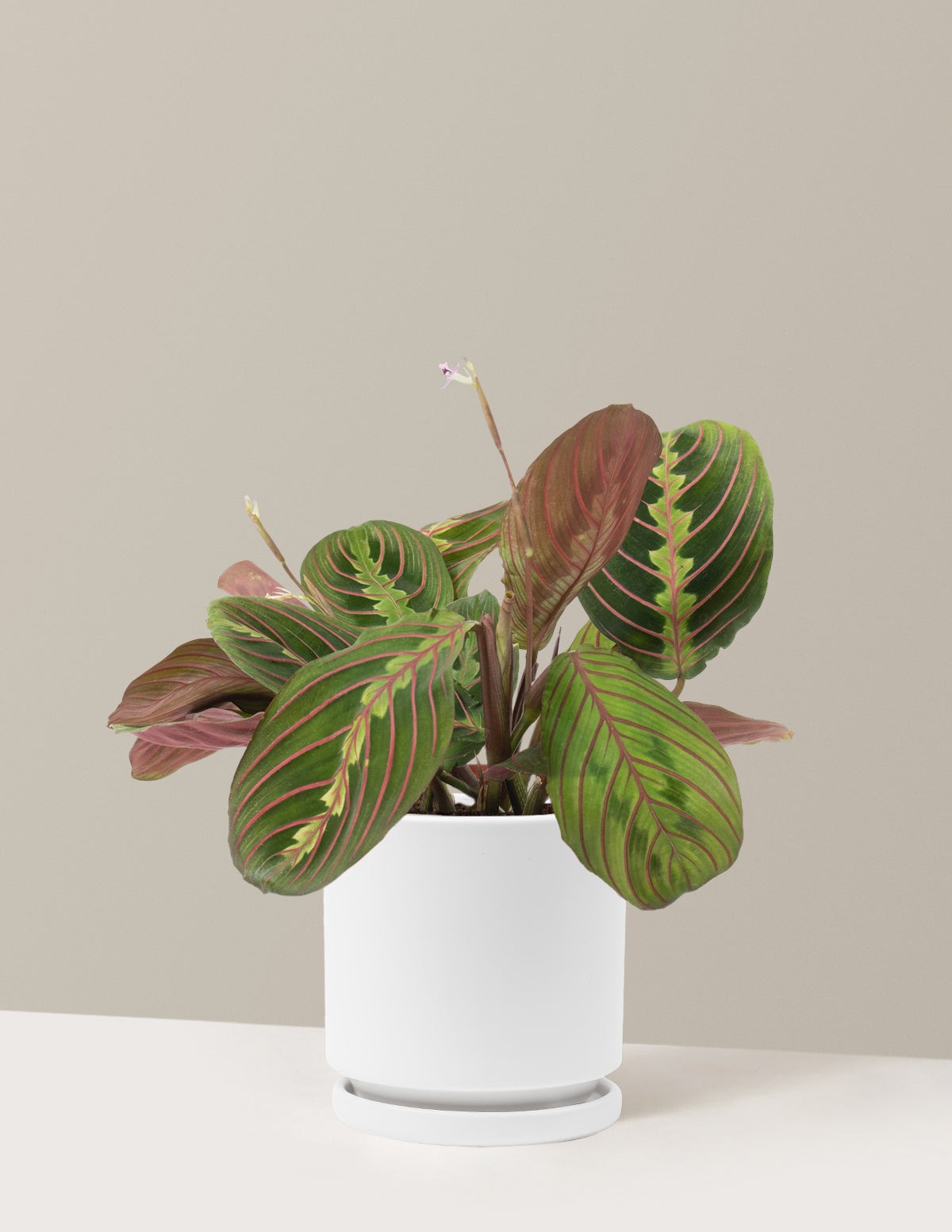 Red Prayer Plant