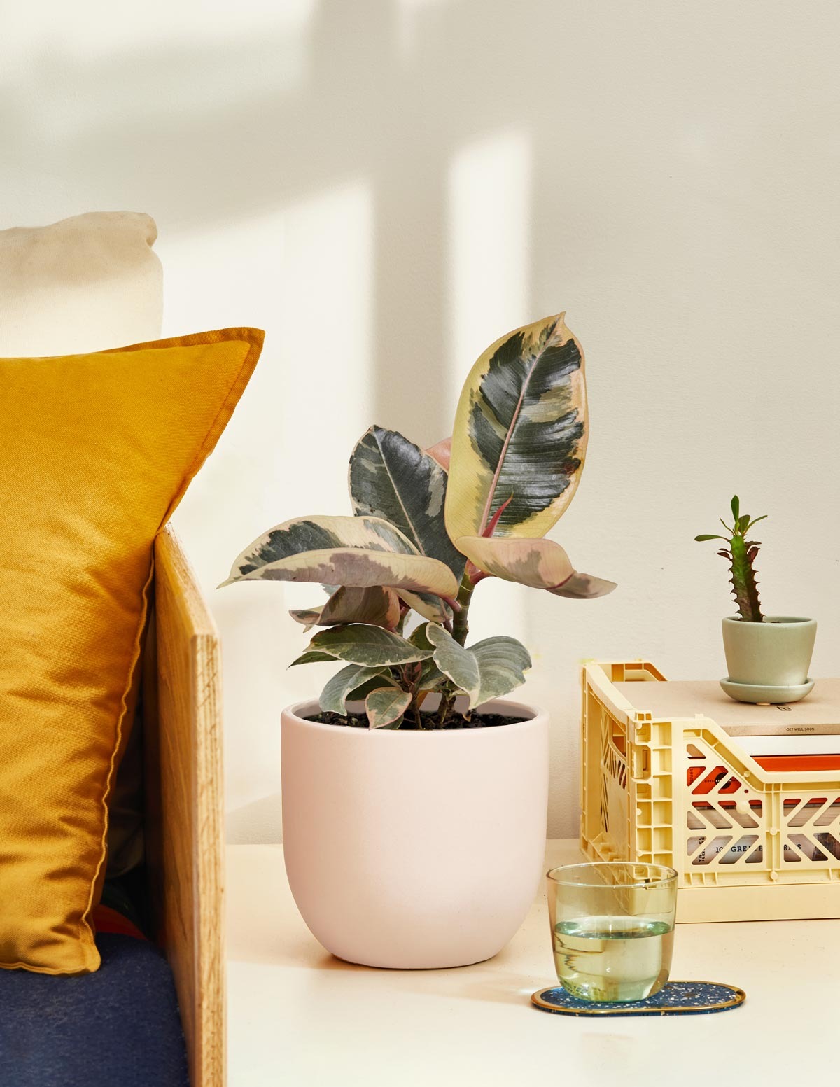 Ficus Tineke Bush