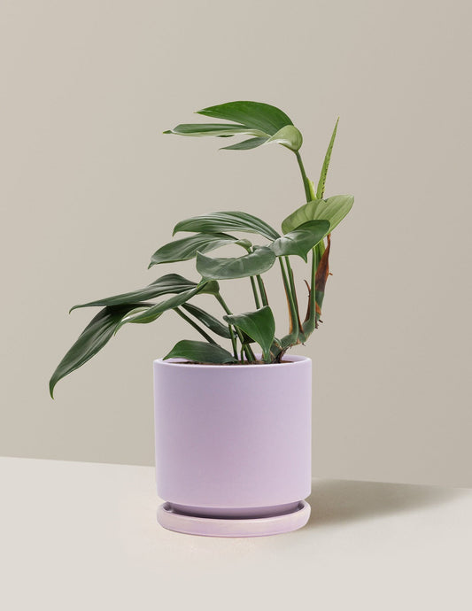 Dragon Tail Plant