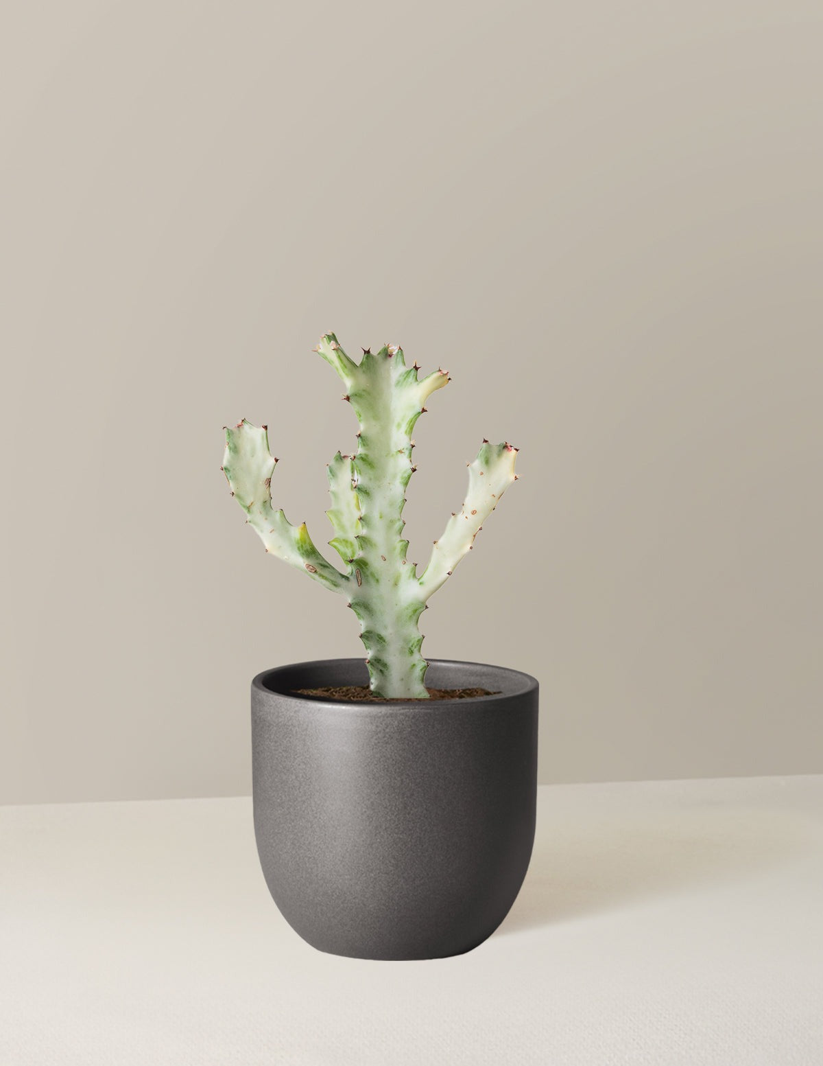 Euphorbia White Ghost
