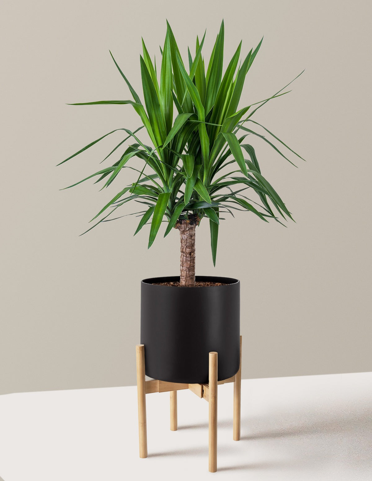 Yucca Plant Single Stem