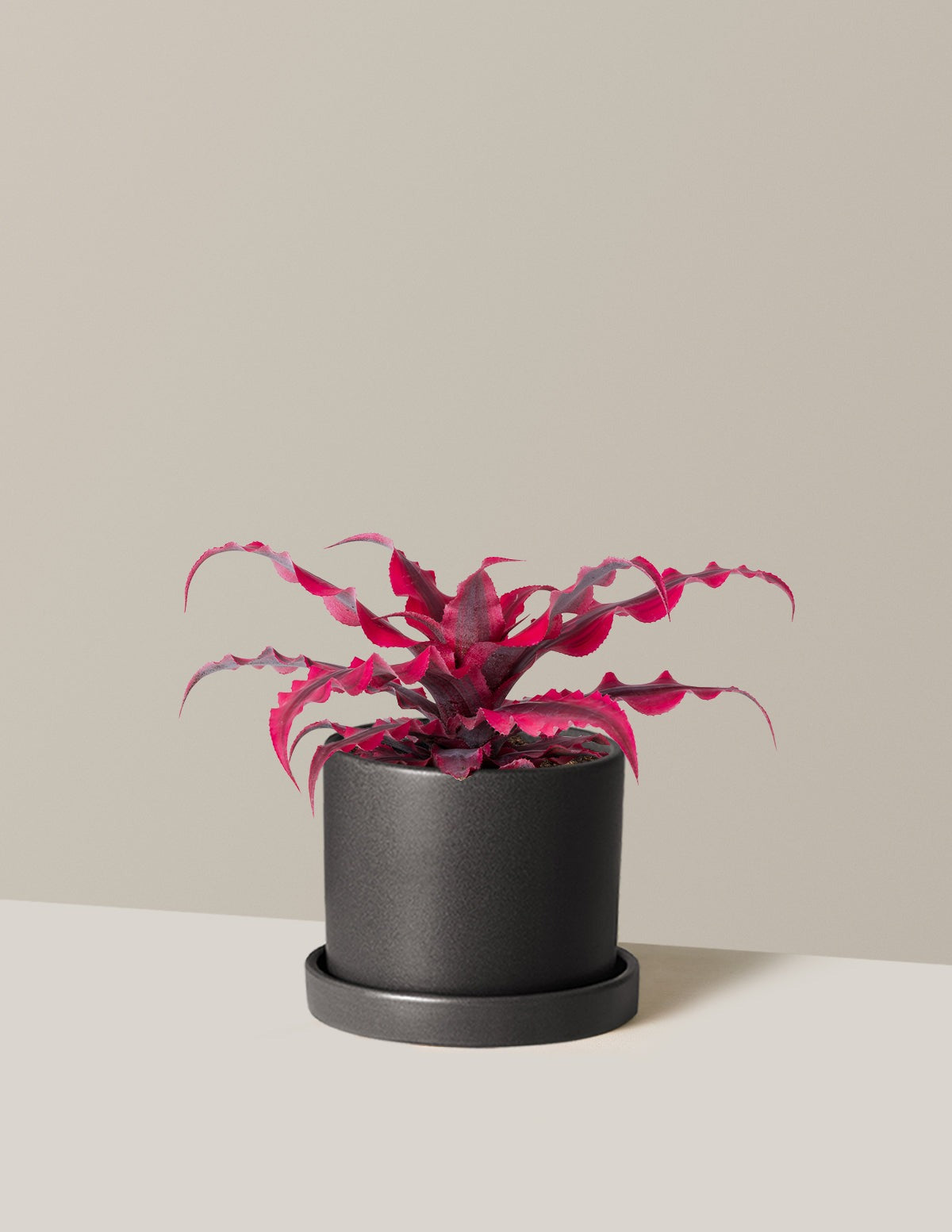 Cryptanthus Ruby Star