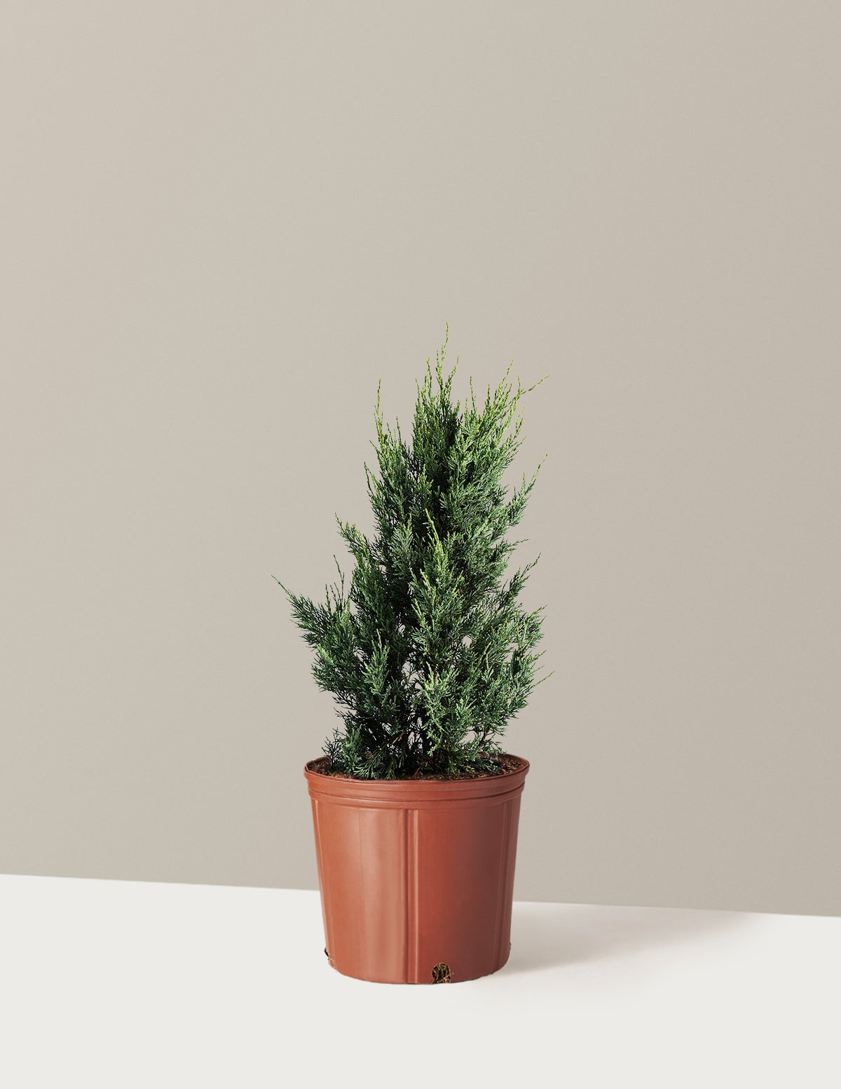 Moonglow Juniper Tree