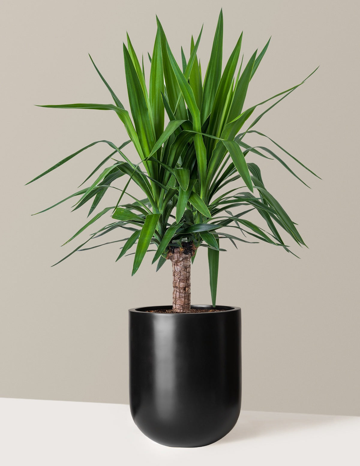 Yucca Plant Single Stem