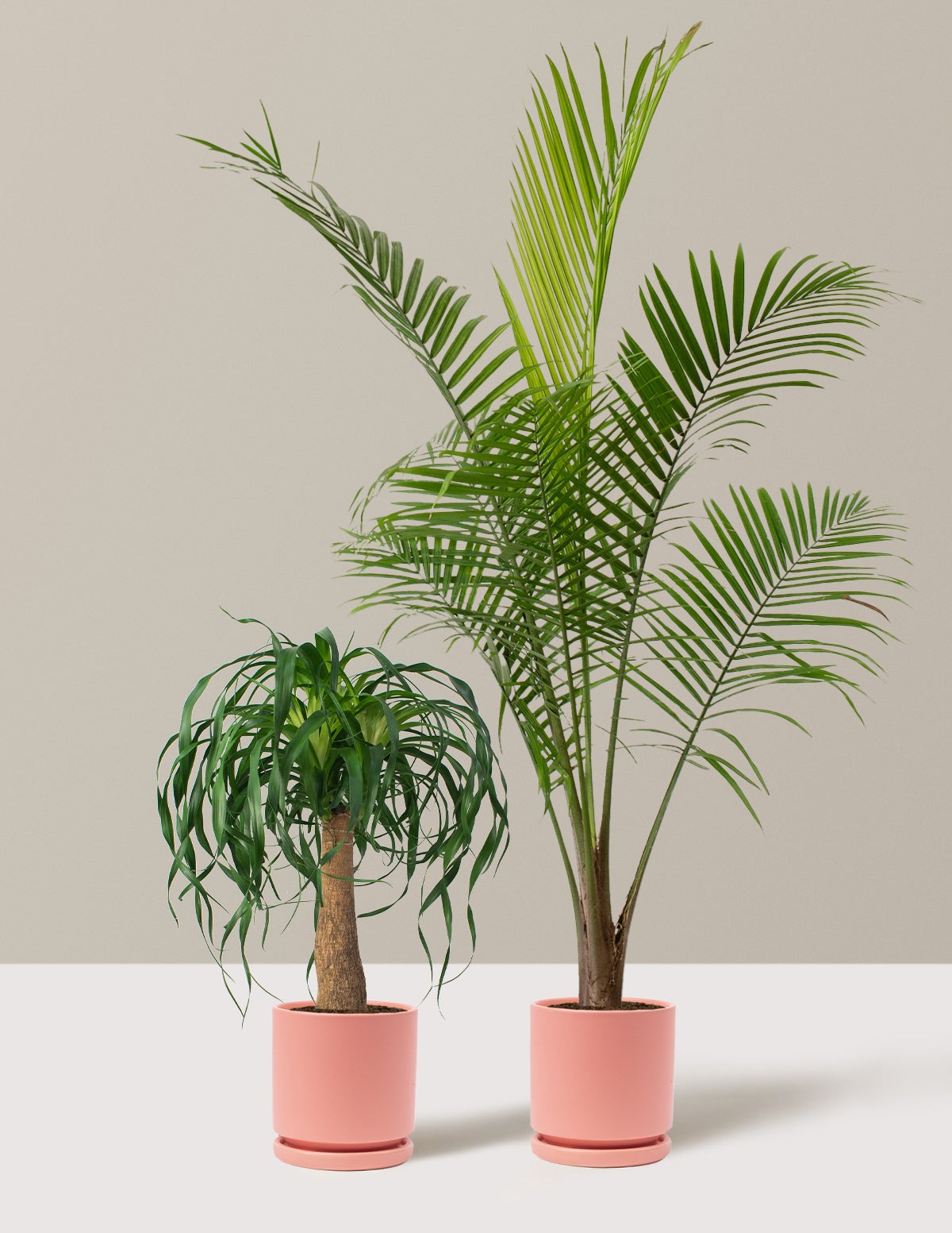 The Palm Bundle