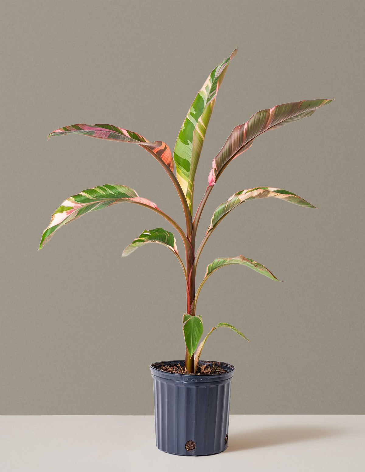 Musa Nono Pink Variegated Banana