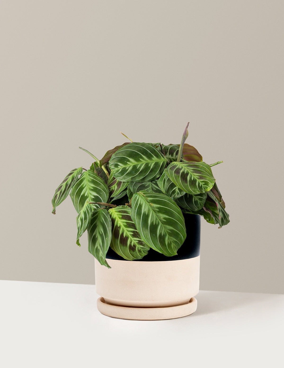 Black Prayer Plant