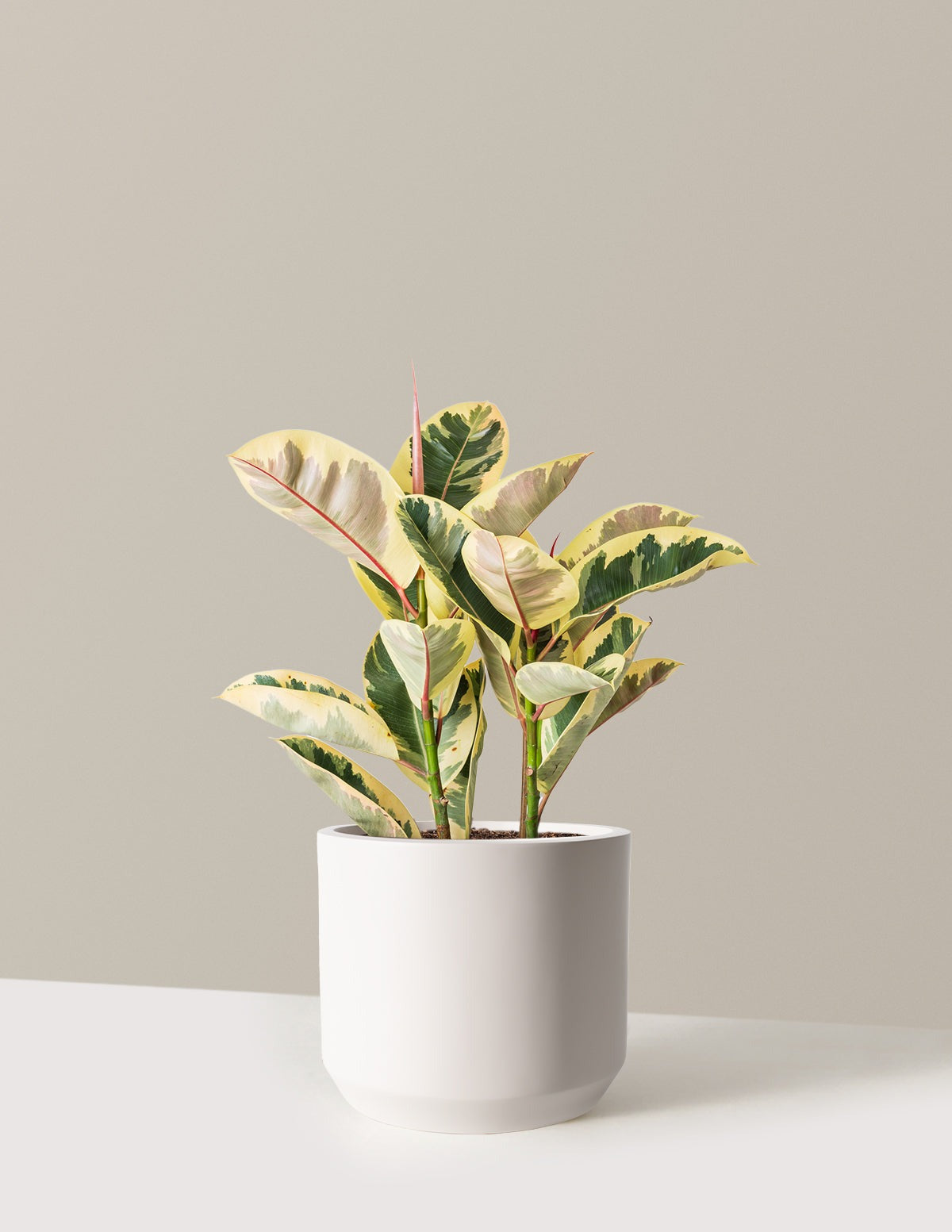 Ficus Tineke Bush