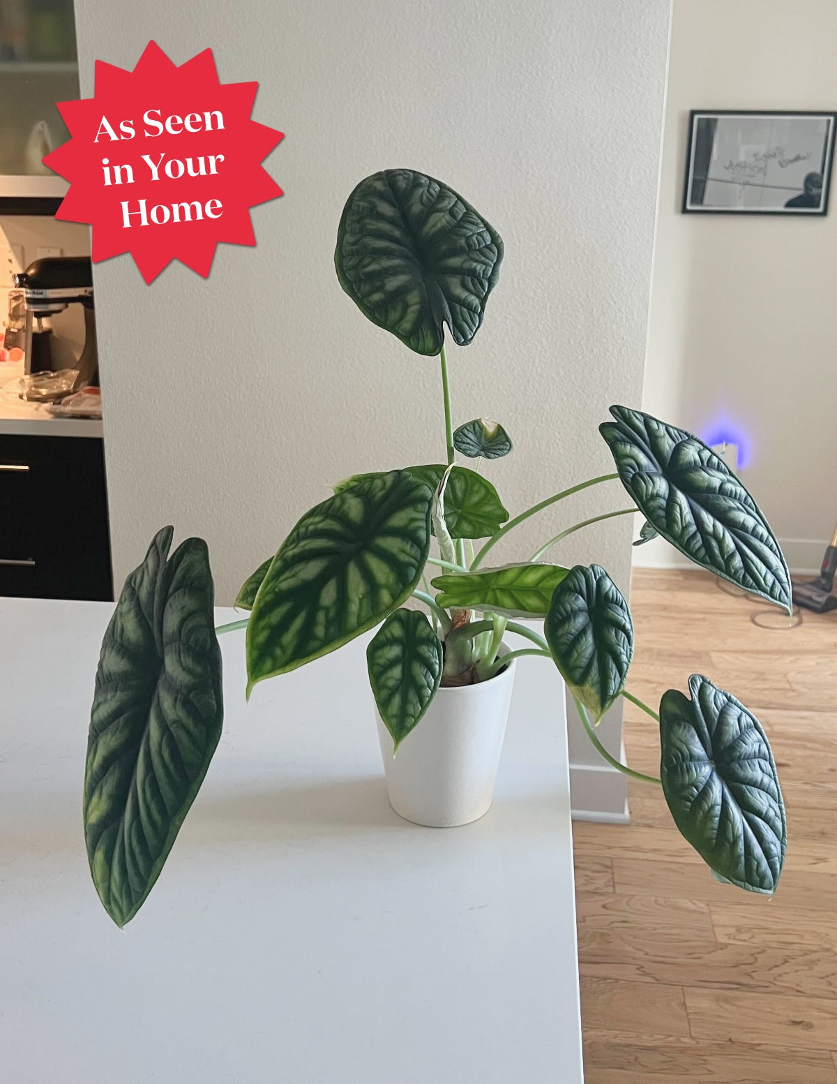 Alocasia Dragon Scale