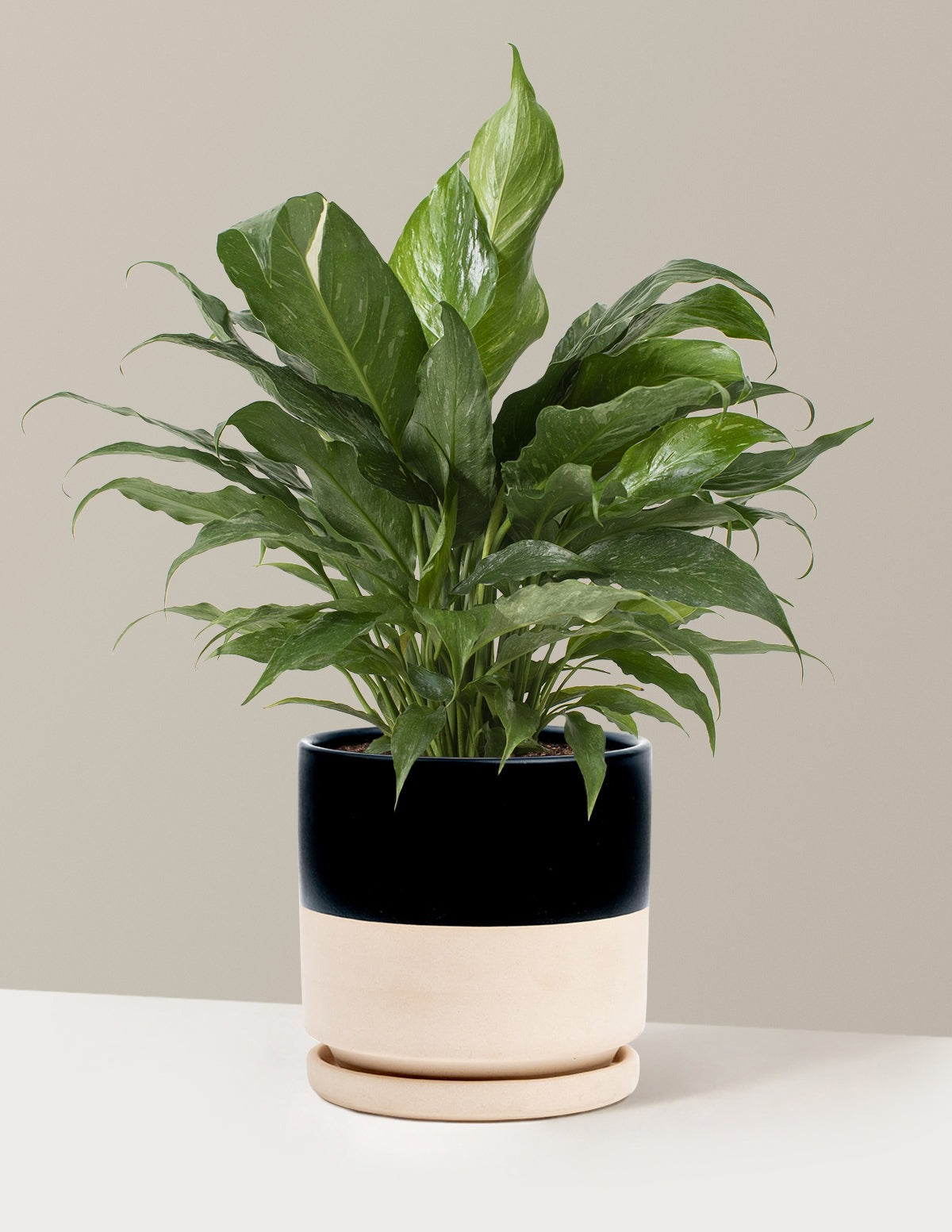 Peace Lily Domino
