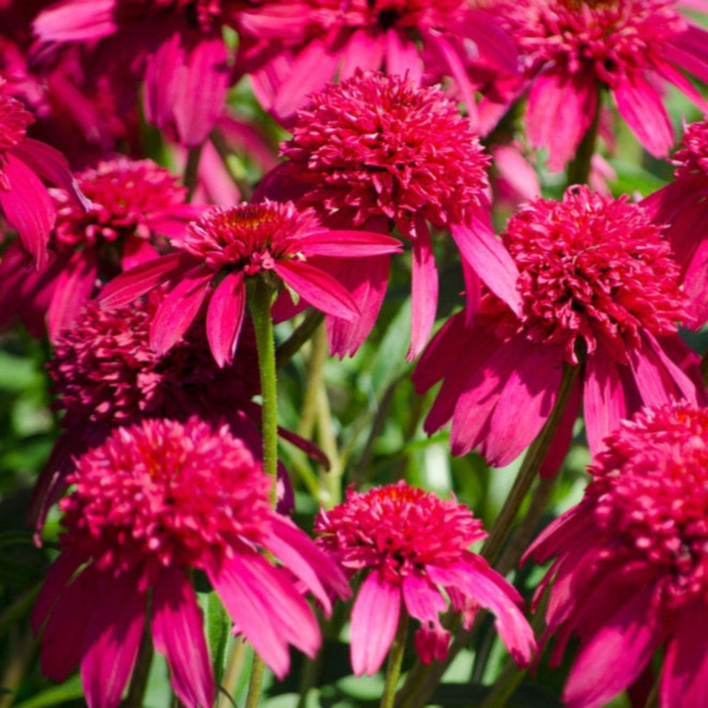 Double ScoopTM Watermelon Deluxe Coneflower