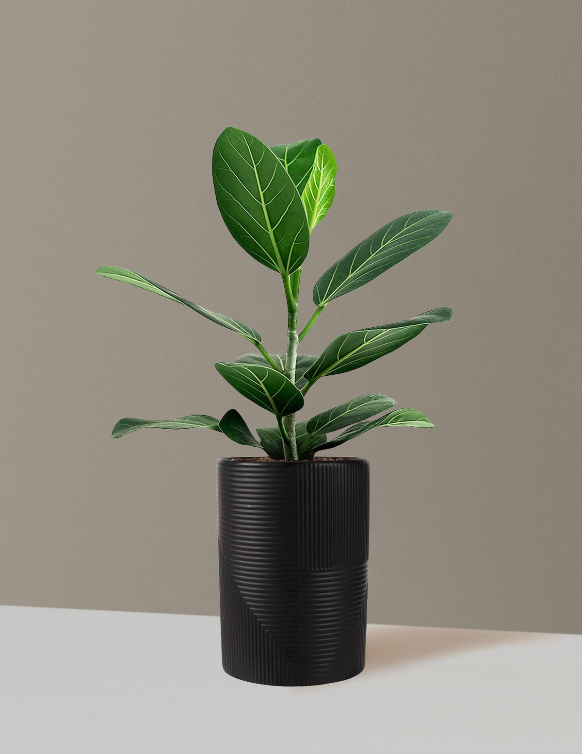 Ficus Audrey Bush