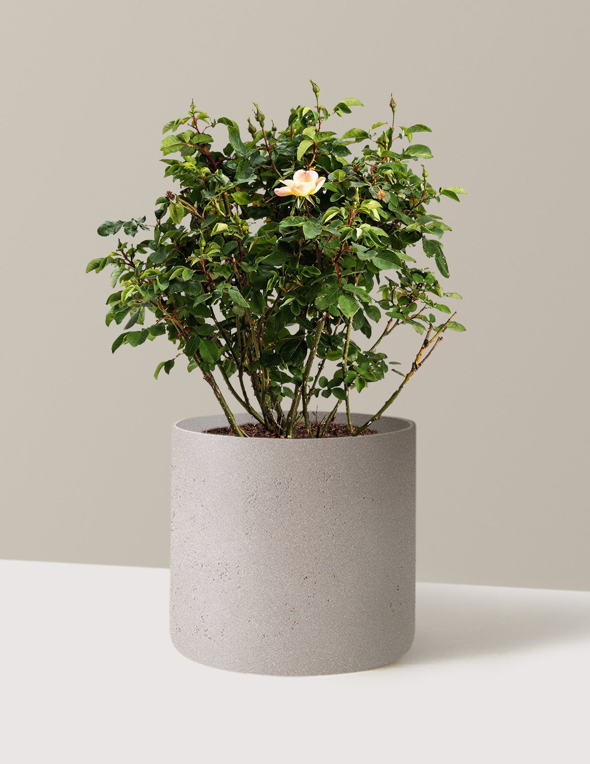 The ChampionTM Sunblush Rose