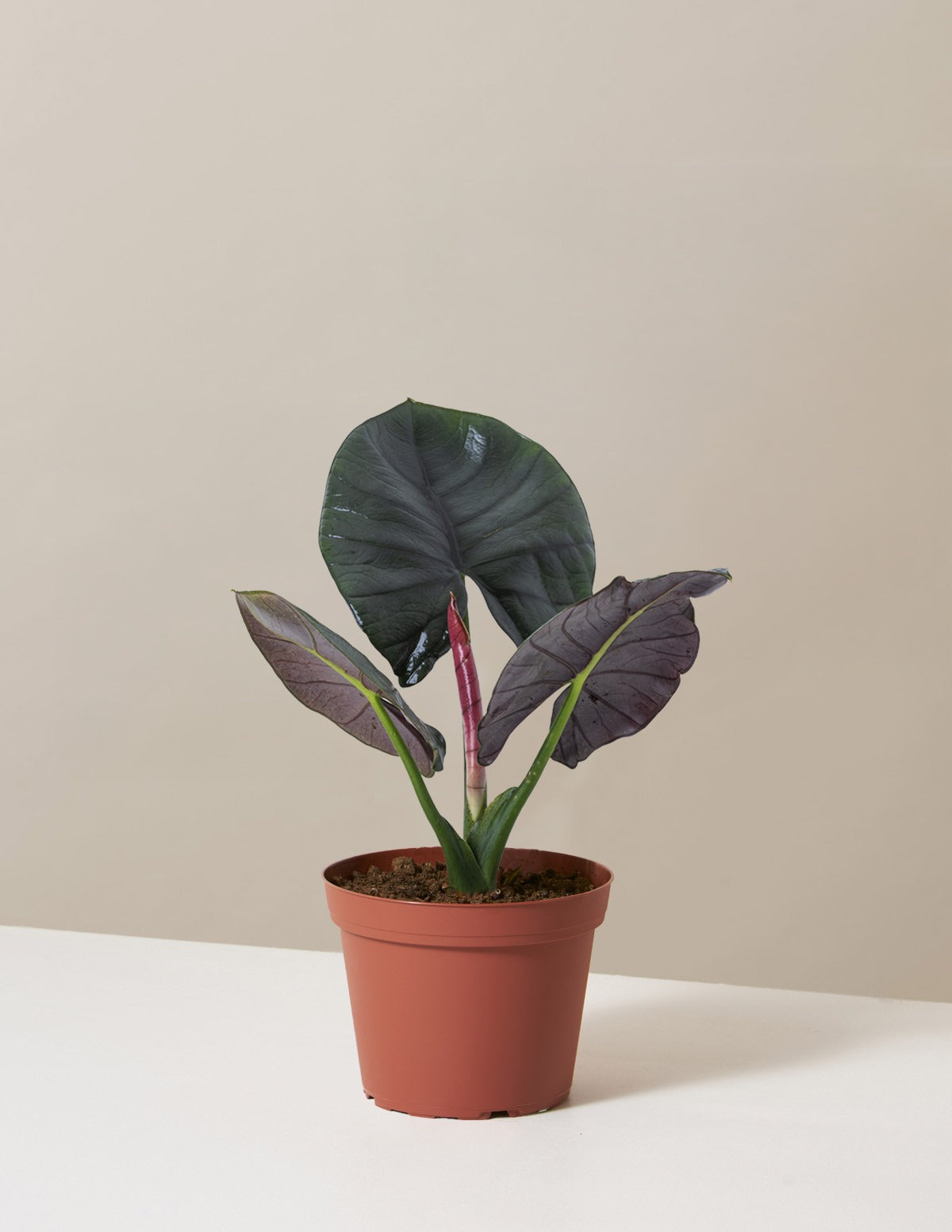 Alocasia Silver Velvet