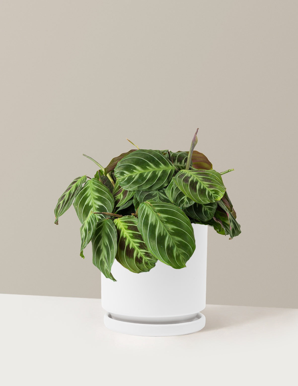 Black Prayer Plant