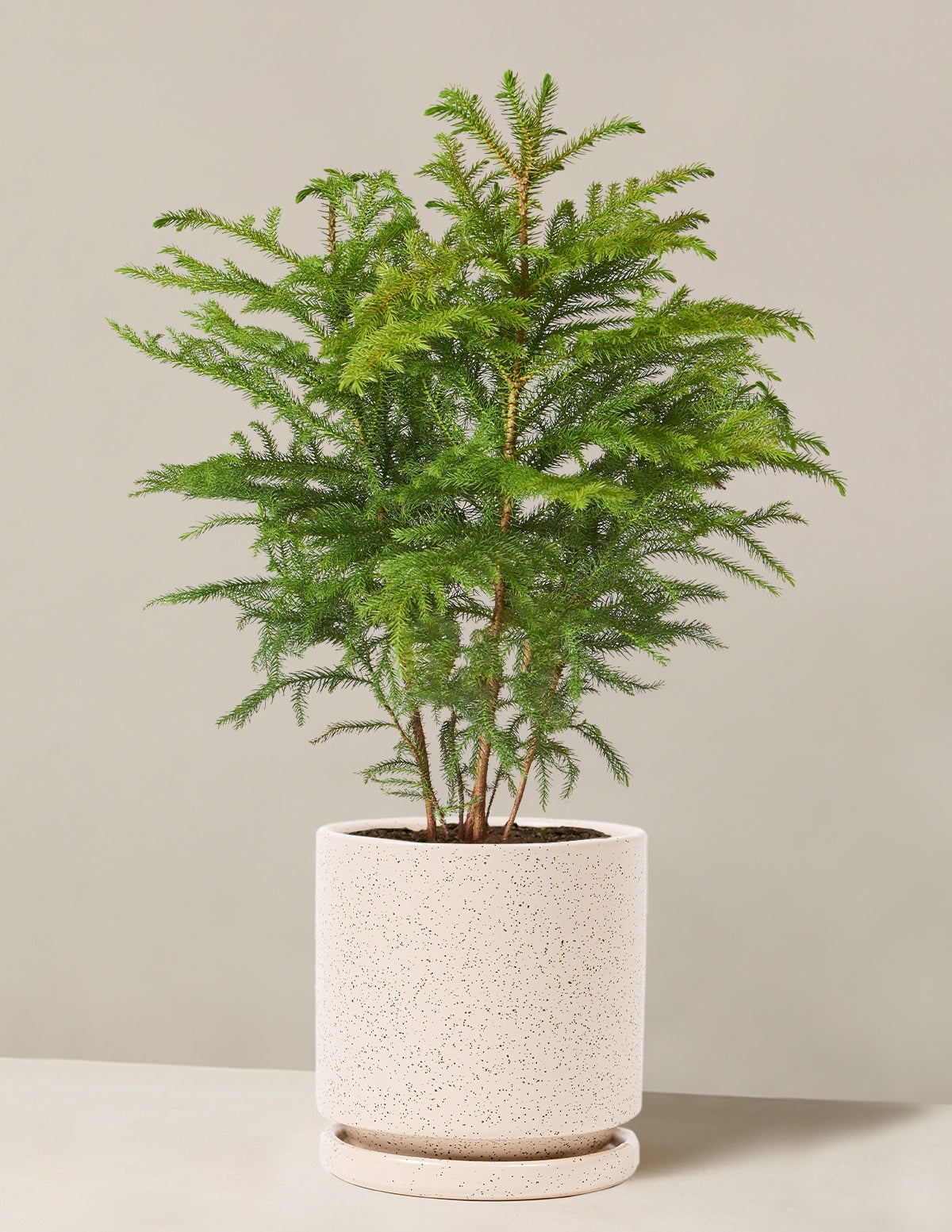 Norfolk Island Pine