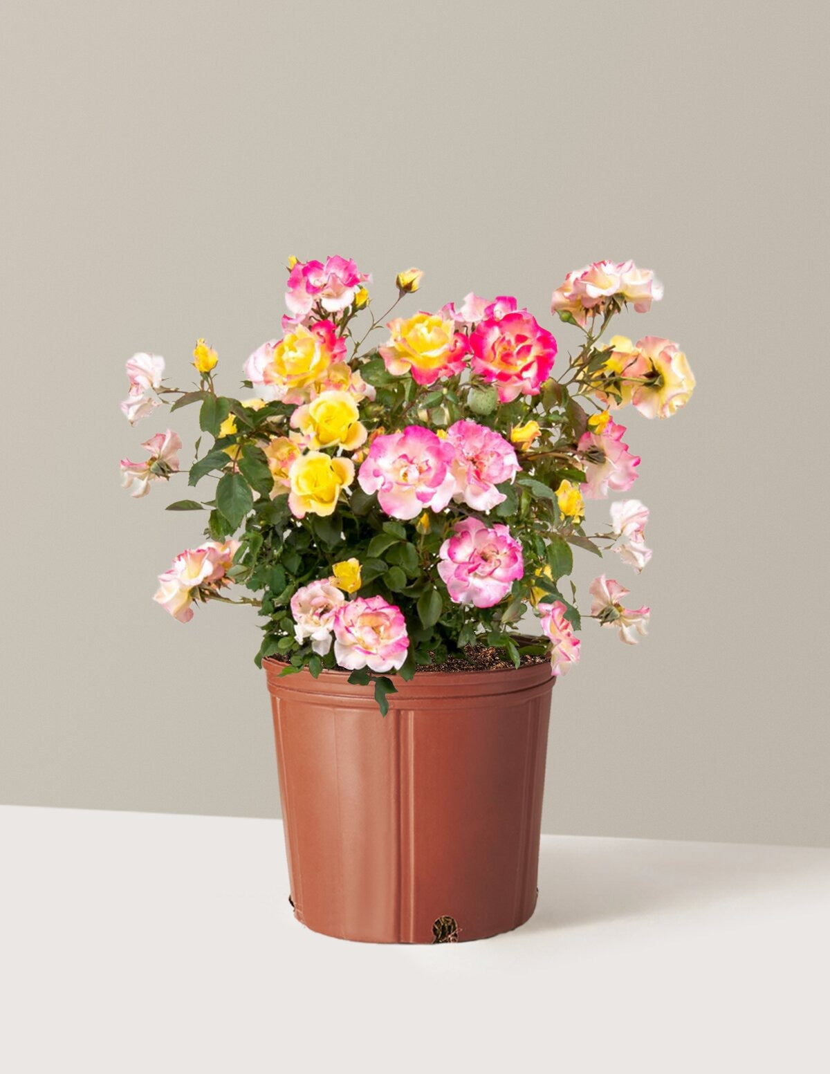 Gumball GoodyTM Rose